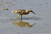 Oiseaux et autres- Birds and others